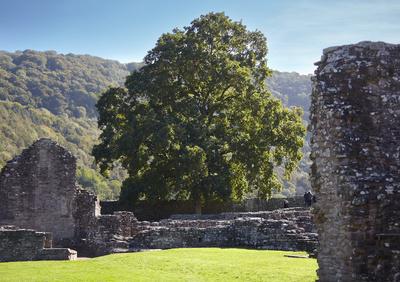 An old oak tree stood among the ruins
