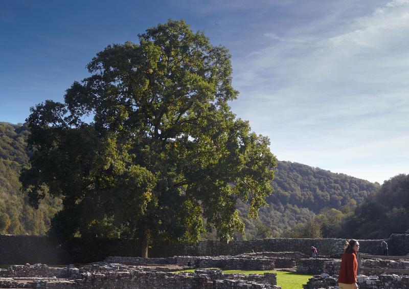 An old oak tree stood among the ruins